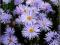 Aster krzaczasty Silberteppich srebr-nieb. C0,5