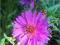 Aster krzaczasty Starlight - lila-róż C0,5
