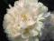Paeonia lactiflora 'Shirley Temple' - Piwonia chiń