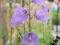 Dzwonek brzoskwiniolistny Coerulea fioletowy C 0,5