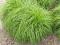 Carex 'The Beatles' - Turzyca wiosenna KUDŁATA !