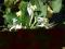 Wiciokrzew japoński -Lonicera japonica _ _ nasiona