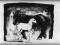 Grafika 'Droga Mleczna' konie koń litografia obraz