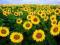 KWIATY SŁONECZNIK WYSOKI NASIONA MIX KOL. #09N11#