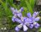 IRIS - IRYS CRISTATA - niska, bardzo ładna roślina