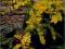 Tojeść rozesłana Aurea- żółty, żółte liście C0,5