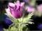 Sasanka zwyczajna - fioletowe C0,5