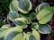 Hosta 'Unforgettable' - Funkia NIEZAPOMNIANA HiT !