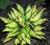 Hosta 'Teeny Weeny Bikini' - Funika MINIATURA HiT!