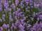 Lawenda wąskolistna -fioletowa - w doniczce 9x9