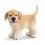 Schleich 16378 Golden Retriever suczka