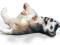 Schleich 16374 Husky Szczeniak Leżący - KRAKÓW