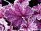 Heuchera 'Midnight Bayou' - Żurawka NOWOŚĆ !!! !!!