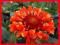 GAILARDIA FANFARE BLAZE - NOWOŚĆ - CZERWONE TRĄBKI