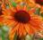 Echinacea 'Orange Passion' - Jeżówka POMARAŃCZOWA!