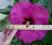 Hibiscus 'Plum Crazy' - Hibiskus bylinowy FIOLET