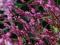 Persicaria amplexicaulis 'Pink Elephant' - Rdest