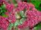 Rozchodnik wielki Herbstfreude różowoczerwony C0,5