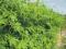 Cyclanthera pedata 40 nasion