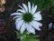 Jeżówka purpurowa echinacea  ALBA bylina sadzonka