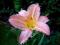 Liliowiec Hals Pink Hemerocallis różowy sadzonka