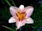 Liliowiec Romantic Rose hemerocallis sadzonka