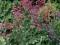 Żurawka drżączkowa Heuchera brizoides SADZONKI