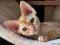 Śliczne rude kotki Devon Rex