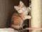 Śliczna złota kotka Syberyjska - koty syberyjskie