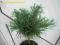Pinus strobus 'Green Twist' - Sosna wejmutka SZTAM
