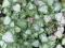 SADZONKA JASNOTA LAMIUM