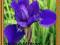 IRIS TROPIC NIGHT niebieski kosaciec irys BLUE