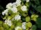 Tawuła van Houtte'a 'Gold Fountain' Spiraea 45cmP9