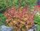 Żurawka Heuchera MARMALADE ogromna