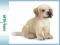 Emaluj -- SCHLEICH GOLDEN RETRIVER SZCZENIAK
