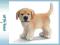 Emaluj -- SCHLEICH GOLDEN RETRIEVER, SUCZKA new 09