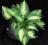 Hosta 'Fantasy Island' - Funkia MINIATUROWA !!!