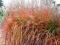 trawa ozdobna MISCANTHUS PURPURASCENS nowość!!!!