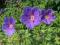 Bodziszek Niebieski Geranium himalayense