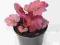 Żurawka Heuchera Georgia Plum