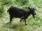 Koza mleczna, czarna - Wyczechowo gm. Somonino