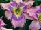 Liliowiec 'Mildred Mitchell'   Hemerocallis