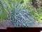 trawa ozdobna LEYMUS ARENARIUS WYDMUCHRZYCA PIASKO