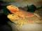 Agama brodata młode RedDiabolus/YellowLeatherback