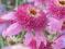 Jeżówka ECHINACEA SECRET ROMANCE sadzonki 10cm P9