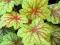 Heuchera 'Electric Lime' - Żurawka LIMONKOWA