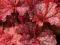 Heuchera 'Cajun Fire' - Żurawka WIŚNIOWO-BORDOWA