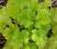 Heuchera 'Key Lime Pie' - Żurawka ZIELONE JABUSZKO