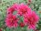 BORDOWA chryzantema ZIMUJĄCA