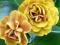 PRIMULA  ŁYSZCZAK ##### SATSUMA  jeżówka